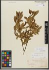 Foto von Salix triandra subsp. triandra L.